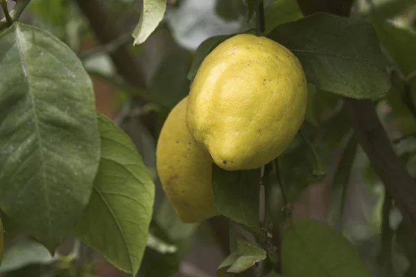 Limão Rasgado Para Colheita — Fotografia de Stock
