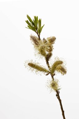 Goat willow (Salix caprea) isolated on white clipart