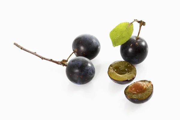 Blackthorn Sloe Prunus Spinosa — Stock Photo, Image