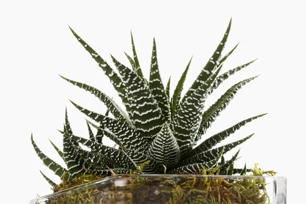 Haworthia 植物在白色背景下分离 — 图库照片