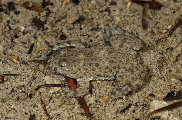 Sapo Barriga Amarela Bombina Variegata Bem Camuflado Fundo Uma Lagoa — Fotografia de Stock