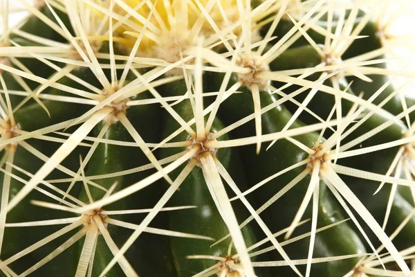 Goldener Fass Kaktus Kissen Der Schwiegermutter Echinocactus Grusonii — Stockfoto