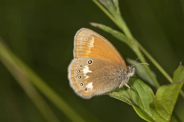 Papillon Bruyère Châtaignier Coeonympha Glycerion Assis Sur Herbe Verte — Photo