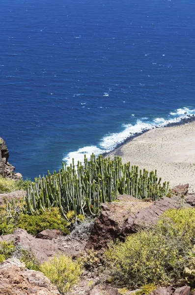 Canary Island Spurge Hercules Club Euphorbia Canariensis — стоковое фото