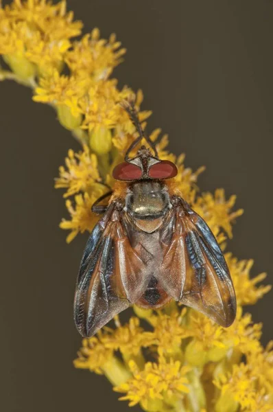 Tachinid Fly Phasia Hemiptera Канадском Goldenrod Fedago Canfsis Огненберг Германия — стоковое фото