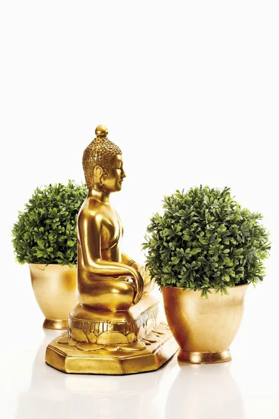 Buddha Figure Box Trees Golden Pots — Stock Photo, Image