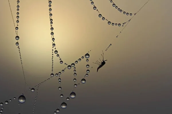 Toile Araignée Dans Brouillard Rosée Gouttes Rosée Insectes Morts — Photo