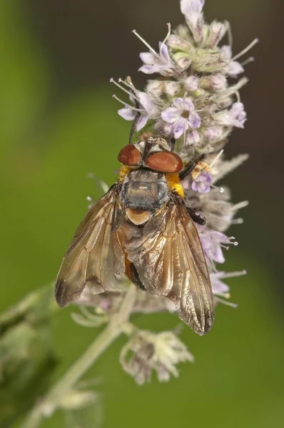 Tachinid Anında Phasia Hemiptera Nane Mentha Longifolia Untergroeningen Baden Württemberg — Stok fotoğraf