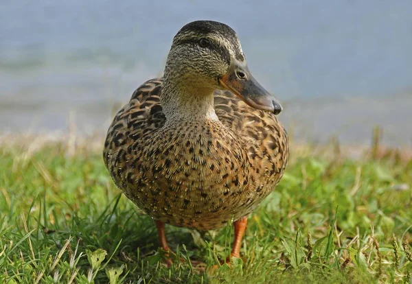 Mallard Anas Platyrhynchos Fêmea Lago Tegernsee Bad Wiessee Baviera Alemanha — Fotografia de Stock