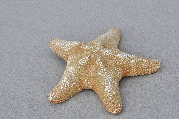 Seestern Liegen Strand — Stockfoto