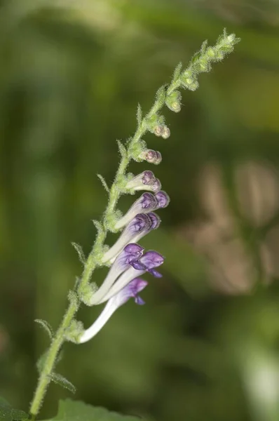 Skullcaps Scutellaria Columnae Λίμνη Κερκίνης Ελλάδα Ευρώπη — Φωτογραφία Αρχείου