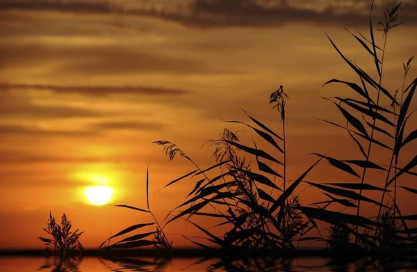 Vista Del Atardecer Con Cañas — Foto de Stock