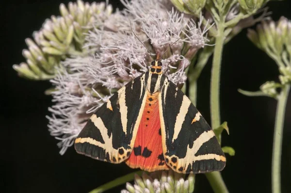 Teigne Tigre Jersey Euplagia Quadripunctaria Sur Boneset Aigrette — Photo