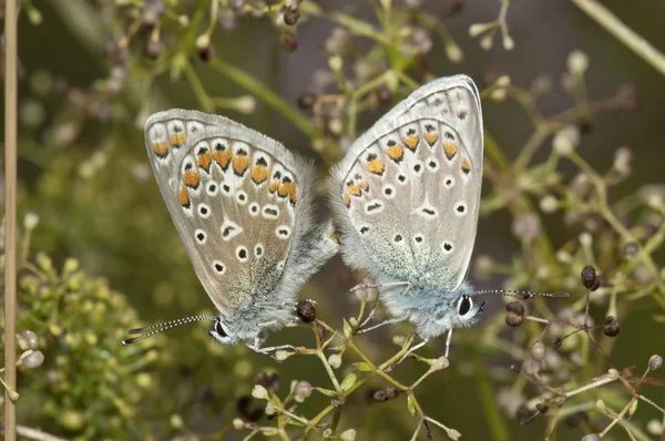 Bleu Commun Polyommatus Icarus Copule Femelle Gauche Mâle Droit Neresheim — Photo