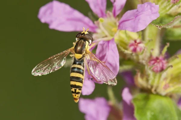 Κοινή Hoverfly Spaerophoria Scripta Θηλυκά Πιπίλισμα Νέκταρ Untergroeningen Baden Wuerttemberg — Φωτογραφία Αρχείου