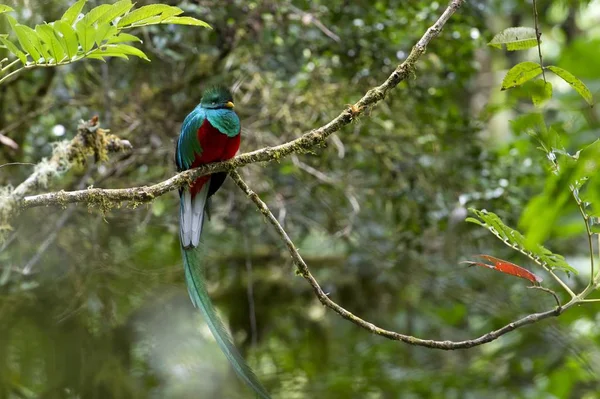Quetzal Pharomacrus Mocinno Masculino San Gerardo Dota Província San Jos — Fotografia de Stock