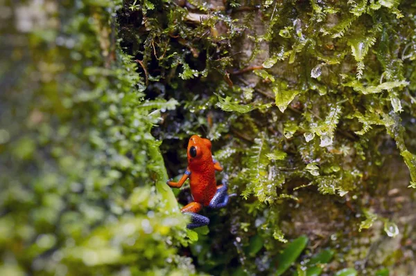 Venenosa Morango Oophaga Pumilio Dendrobates Pumilio — Fotografia de Stock