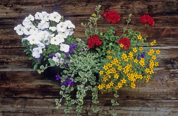 Blumen Schmücken Ein Altes Holzhaus Saas Fee Schweiz — Stockfoto