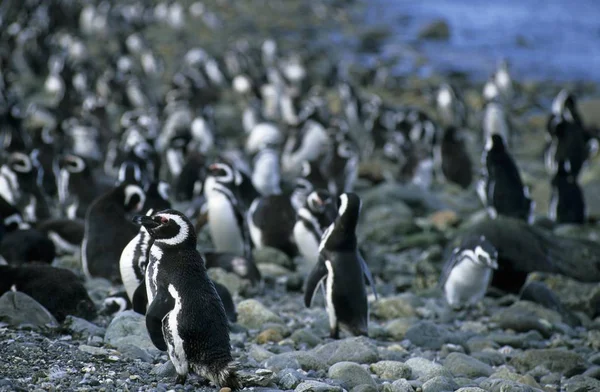 Pingüinos Magallánicos Sphenicus Magellanicus Isla Magdalena Patagonia Chile —  Fotos de Stock