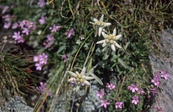 Edelweiss Alpinum Leontopodium Δολομίτες Ιταλία — Φωτογραφία Αρχείου