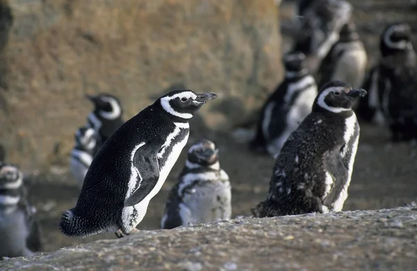 麦哲伦企鹅 Sphenicus Magellanicus 在岛上的 — 图库照片