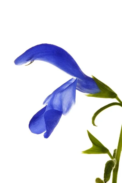 Голубой Цветок Шалфей — стоковое фото