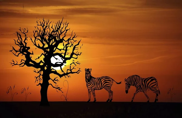 Illustration Von Zebras Bei Sonnenuntergang — Stockfoto