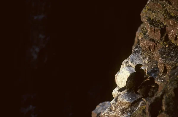 Europäischer Shag Phalacrocorax Aristotelis Mit Zwei Küken Bei Cap Frhel — Stockfoto