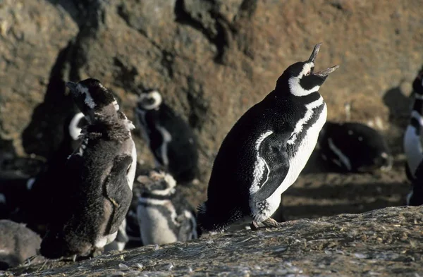 Pinguins Magalhães Sphenicus Magellanicus Isla Magdalena Patagônia Chile — Fotografia de Stock