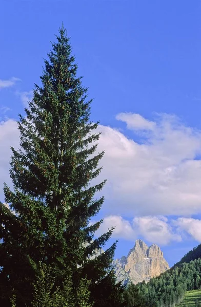 Enorme Fir Tree Bergen Achtergrond — Stockfoto