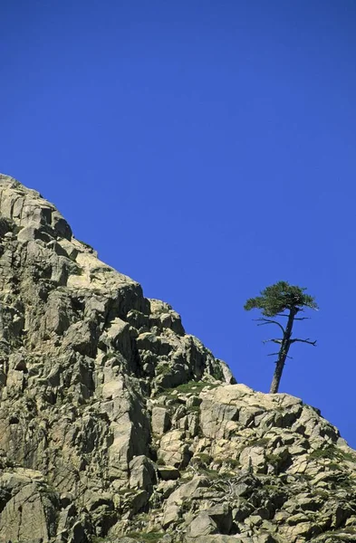 Одиночне Корсиканська Сосна Pinus Nigra Laricio Долині Golo Корсики Франції — стокове фото