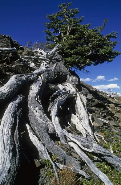 Árbol Abombado Parque Nacional Torres Del Paine Chile —  Fotos de Stock