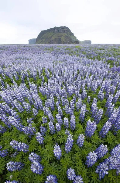 Landschaft Mit Nootka Lupinen Lupinus Nootkatensis Island Europa — Stockfoto