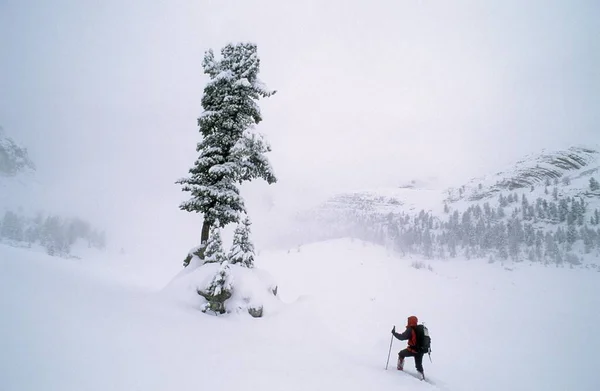 Femme Raquette Arbre Solitaire Dans Les Montagnes Saison Hivernale — Photo