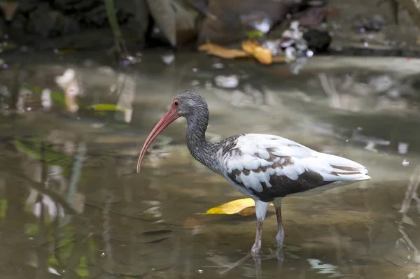 Ibis Biały Eudocimus Albus Ptaków — Zdjęcie stockowe