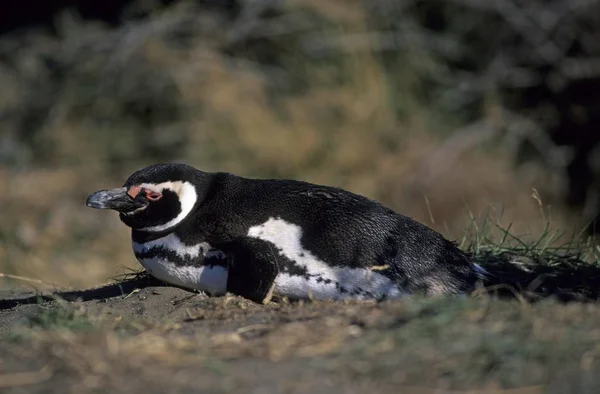 Magellán Pingvin Sphenicus Magellanicus Isla Magdalena Patagónia Chile — Stock Fotó