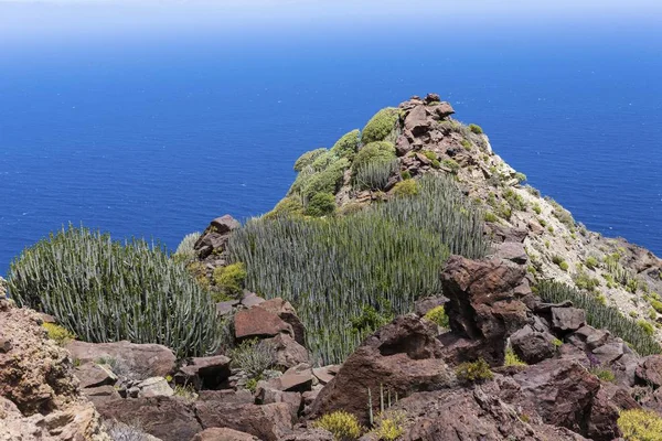 Kanarieöarna Spurge Euphorbia Canariensis Klippor Nära Casas Tirma San Nicols — Stockfoto