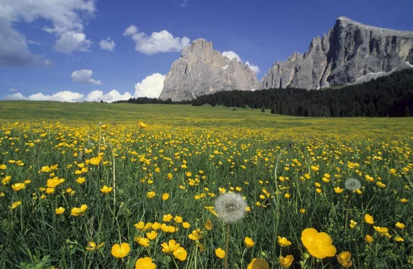 Alpenblumenwiese Mit Hahnenfuß Hahnenfuß Repens Und Löwenzahn Taraxacum Officinalein Vor — Stockfoto