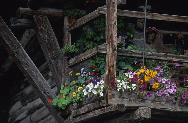 Wooden Balcony Decorated Flowers Falcade Dolomites Italy — Stock Photo, Image