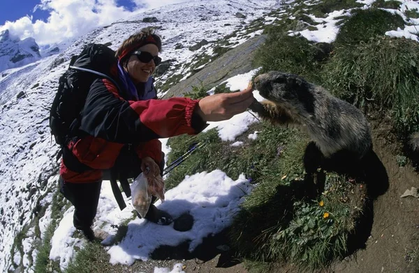 Woman feeding peanuts to an Alpine marmot Marmota marmota near Saas Fee Switzerland
