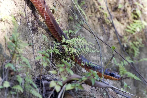 Неотесанный Bird Snake Dos Cocorite Pseuppoecilonotus Dos Brazos Osa Pension — стоковое фото