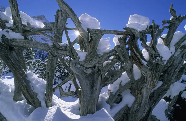 Toter Baum Schnee Dolomiten Italien — Stockfoto