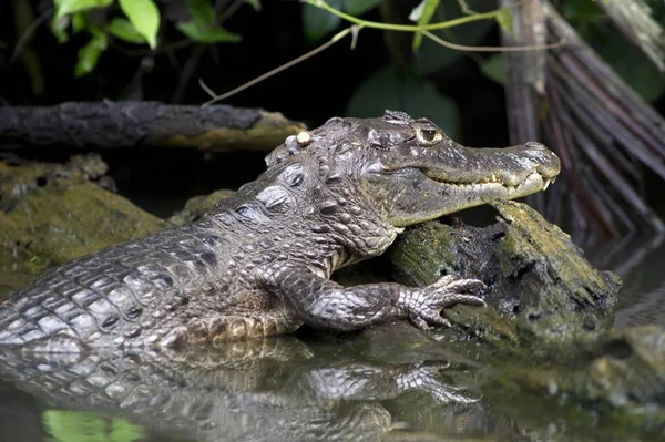 Pápaszemes Kajmán Vagy Fehér Kajmán Kajmán Crocodilus Tortuguero Tortuguero Nemzeti — Stock Fotó