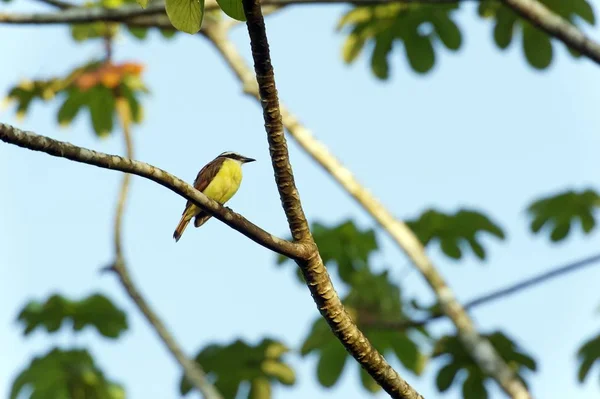 Świetne Modrowronka Pitangus Sulphuratus Dos Brazos Osa Półwysep Prowincji Puntarenas — Zdjęcie stockowe