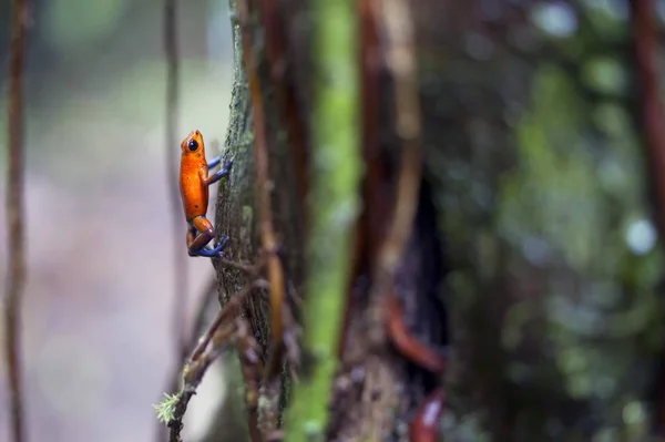 Sapo Dardo Venenoso Morango Oophaga Pumilio Dendrobates Pumilio — Fotografia de Stock