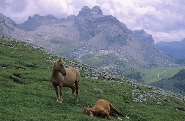 Dois Cavalos Pasto Área Fanes Dolomites Itália — Fotografia de Stock