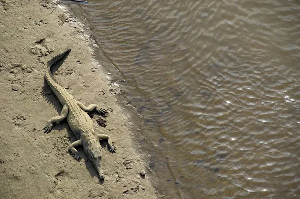 Spitssnuitkrokodil Crocodylus Acutus Tarcoles Parque Nacional Carara Nationaal Park Costa — Stockfoto