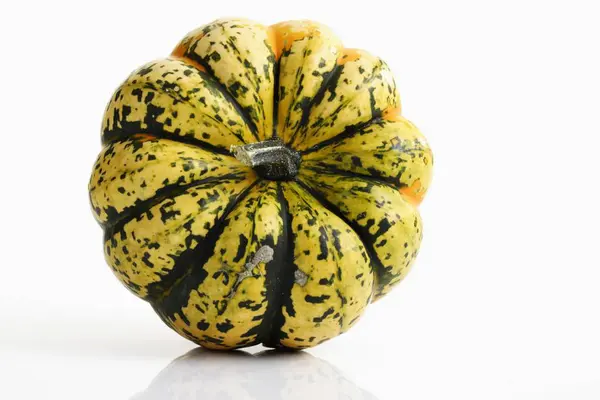 Chameleon Pumpkin White Background — Stock Photo, Image