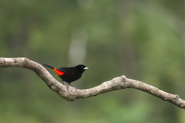 Passerini Tanager Ramphocelus Passerinii Laguna Del Lagarto Lodge Alajuela Costa — стоковое фото