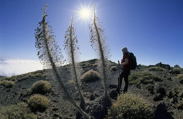 Female hiker standing behind the skeleton of Red Bugloss, Mount Teide Bugloss or Tower of Jewels (Echium wildpretii), Tenerife, Canary Islands, Spain, Europe